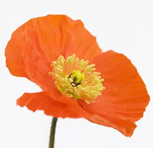 Images Dated 8th August 2012: papaver nudicaule champagne bubbles, poppy, icelandic poppy