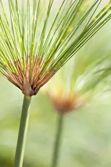 Papyrus Cyperus papyrus Green Perennial Evergreen Papyrus Cyperus papyrus Green Perennial Evergreen
