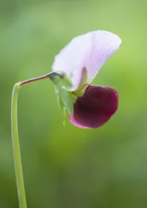 Pea, Pisum sativum Purple podded'. Bi-coloured purple and white pea flower on bent stem Pea, Pisum sativum Purple podded'. Bi-coloured purple and white pea flower on bent stem