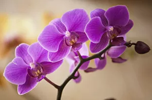Some Gallery: phalaenopsis wedding promenade oriental star, orchid, moth orchid, pink subject