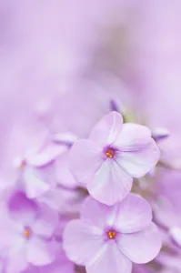phlox maculata alpha, meadow phlox, pink subject phlox maculata alpha, meadow phlox, pink subject