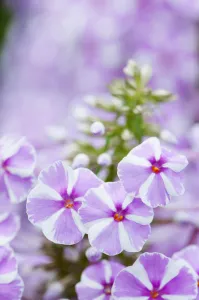 Phlox, Meadow phlox, Phlox maculata Natascha, Close view of the clusters of lilac pink Phlox, Meadow phlox, Phlox maculata Natascha, Close view of the clusters of lilac pink