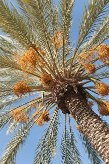 phoenix canariensis, palm, date palm, green subject, blue background phoenix canariensis, palm, date palm, green subject, blue background