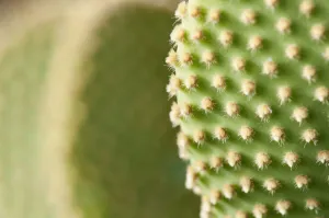 Polka dot cactus, Bunny ears, Opuntia microdasys Polka dot cactus, Bunny ears, Opuntia microdasys