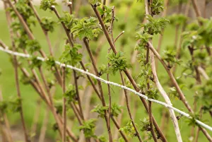 Raspberry, Rubus idaeus Glen rosa, growing outdoor on the bush against wire support Raspberry, Rubus idaeus Glen rosa, growing outdoor on the bush against wire support