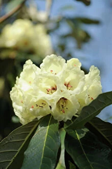 Cream Gallery: rhododendron macabeanum