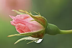 Images Dated 24th September 2014: Rose Bud Variety Unknown