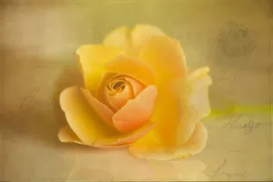Rose, Rosa Norwich Castle Rose, Rosa Norwich Castle