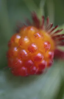 rubus strigosus, raspberry, american raspberry, red subject rubus strigosus, raspberry, american raspberry, red subject