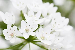 Star-of-Bethlehem Ornithogalum thyrsoides White Star-of-Bethlehem Ornithogalum thyrsoides White