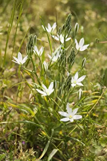 Images Dated 3rd July 2014: Star-of-Bethlehem, Ornithogalum umbellatum, flowers and buds on a single plant