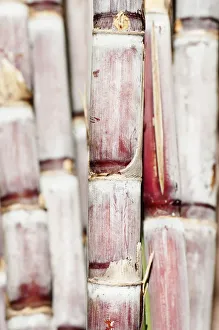 Sugar cane Saccharum officinarum Pink Perennial Sugar cane Saccharum officinarum Pink Perennial