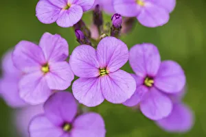 Sweet rocket, Dames rocket, Hesperis matronalis Sweet rocket, Dames rocket, Hesperis matronalis