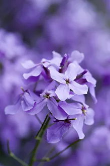 Sweet rocket, Dame?s rocket, Hesperis matronalis Sweet rocket, Dame?s rocket, Hesperis matronalis