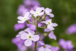 Sweet rocket, Hesperis matronalis. Close view of spike of four petalled white flowers Sweet rocket, Hesperis matronalis. Close view of spike of four petalled white flowers
