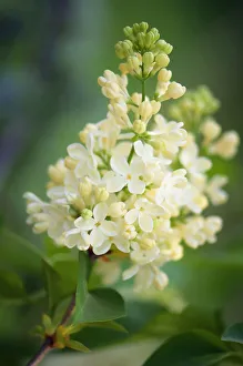 syringa vulgaris primrose, lilac primrose, cream subject syringa vulgaris primrose, lilac primrose, cream subject