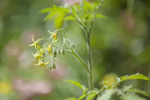 Tomato, Lycopersicon esculentum Yellow plum'. Yellow flowers Tomato, Lycopersicon esculentum Yellow plum'. Yellow flowers