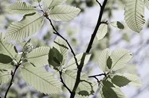 Spanish Chestnut Gallery: Tree Flowering season Spring Flowering season Summer