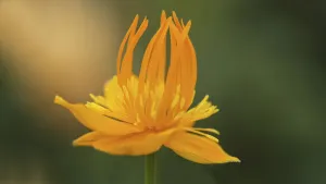 trollius chinensis, globeflower, orange subject trollius chinensis, globeflower, orange subject