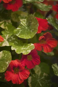 tropaeolum majus alaska variegated scarlet, nasturtium, red subject tropaeolum majus alaska variegated scarlet, nasturtium, red subject