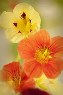 tropaeolum majus cultivar, nasturtium, mixed colours subject tropaeolum majus cultivar, nasturtium, mixed colours subject