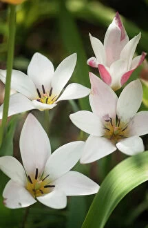 Images Dated 9th January 2013: tulipa clusiana lady jane, tulip, white subject