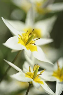 tulipa turkestanica tulipa turkestanica