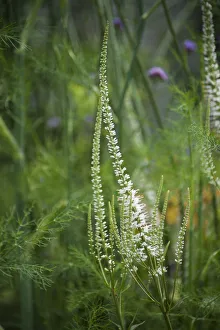 Veronicastrum virginicum Album'. Spires of small, white flowers amongst green Veronicastrum virginicum Album'. Spires of small, white flowers amongst green