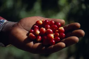 west indies, jamaica, agriculture, cropped shot of hand holding ripe coffee beans west indies, jamaica, agriculture, cropped shot of hand holding ripe coffee beans