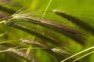 Wheat, Close up detail of green crop growing outdoor Wheat, Close up detail of green crop growing outdoor