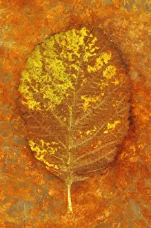 Whitebeam, Sorbus aria. Studio shot of green leaf, turning brown lying on rusty metal Whitebeam, Sorbus aria. Studio shot of green leaf, turning brown lying on rusty metal