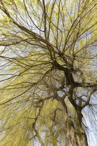 Weeping Willow Gallery: Willow, Weeping willow, Salix, Salix babylonica