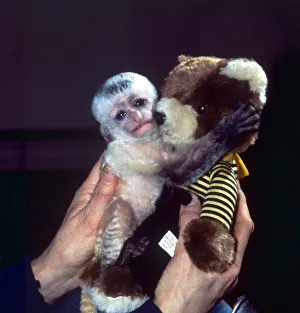 10 days old Colobus monkey Dee which is being hand-reared at Twycross Zoo February 10 days old Colobus monkey Dee which is being hand-reared at Twycross Zoo February