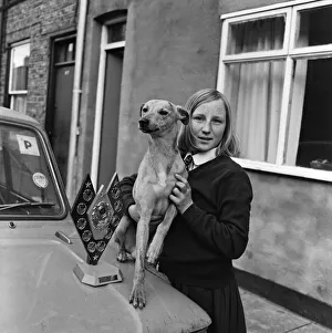 13-year-old girl owns champion Whippet, Guisborough. 1971 13-year-old girl owns champion Whippet, Guisborough. 1971