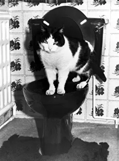 15 yr ols Carol Grocock of Rotherham has house trained her pet cat to use the toilet 15 yr ols Carol Grocock of Rotherham has house trained her pet cat to use the toilet