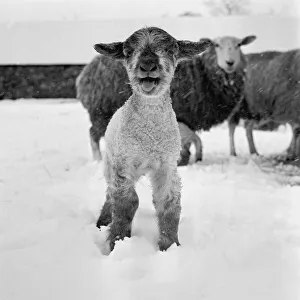 Only 19 days to spring... day old lamb on Cricketts Farm, Borough Green, Kents Only 19 days to spring... day old lamb on Cricketts Farm, Borough Green, Kents