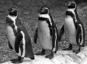 Images Dated 14th June 1984: 3 penguins in a line at Twycross zoo, Warwickshire. 14th June 1984