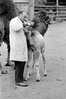 3 week old camel and keeper Alec Long. March 1975 75-01675-006 3 week old camel and keeper Alec Long. March 1975 75-01675-006