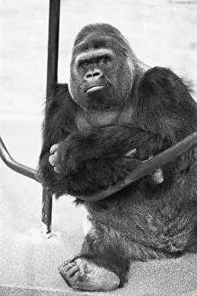 Mirror/0800to0899 00889/5th november 1975 guy gorilla seen 28th Mirror/0800to0899 00889/5th november 1975 guy gorilla seen 28th