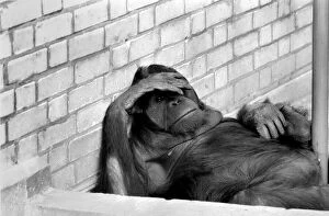 Images Dated 6th January 1975: 8 year old Orang utan Njonja at Chessington Zoo. January 1975 75-00080-002