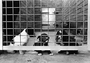 Images Dated 27th June 1975: Three abandoned puppies pictured at the Leigh, Lancashire kennels of the RSPCA