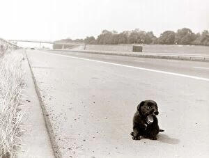 An abandoned puppy was running a real gauntlet of death along the fast lane of the M23