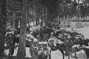 Abyssinian War October 1935 A Italian mule train on its way to the advance outpost Abyssinian War October 1935 A Italian mule train on its way to the advance outpost