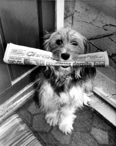 An advertisement for the Evening Chronicle A dog, sitting on a doorstep An advertisement for the Evening Chronicle A dog, sitting on a doorstep