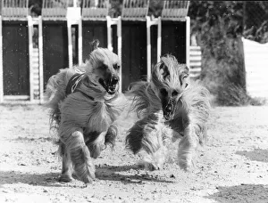 Afghan hound racing at Wembley Staidum Two long haired dogs racing as they are Afghan hound racing at Wembley Staidum Two long haired dogs racing as they are