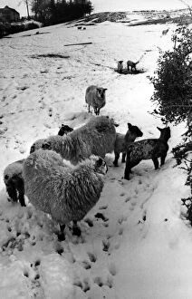 Images Dated 28th April 1981: The aftermath of the blizzard, these lambs on Mr Richard Vaughan