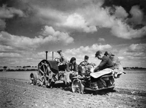 Agricultural scene at Bath Road inn Hounslow. Automatic planting of seedling cabbages Agricultural scene at Bath Road inn Hounslow. Automatic planting of seedling cabbages