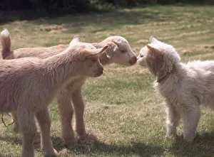 Images Dated 22nd May 1998: Ainsley and his sister Abbigale the baby goats who were rejected by their mother meet