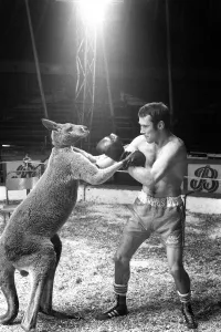 Alan Minter vs The Hopping Aussie Boxing Alan Minter Britain' Alan Minter vs The Hopping Aussie Boxing Alan Minter Britain'