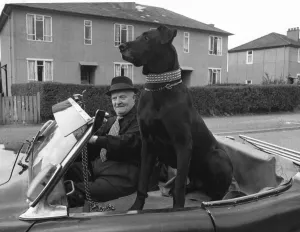 Alf McCormac with his Great Dane Flannigan in the sports car he bought specially for his Alf McCormac with his Great Dane Flannigan in the sports car he bought specially for his